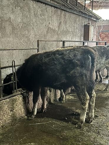 витамины для лошадей: Продаю | Бык (самец), Музоо, торпок | На откорм, Для разведения | Привязанные — 1