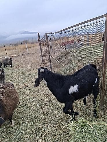 усыпление животных бишкек: Битал теке Майда бир жаш болот — 4