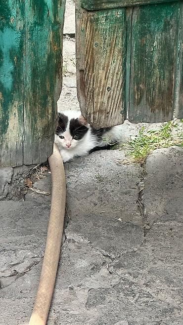 Животные: Отдадим в хорошие руки котёнка срочно. Черно-белый котёнок с длинной — 1