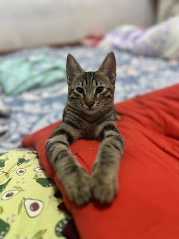 carters для мальчика: Бенгальская, 4 месяца, Мальчик, Черепаховый, С прививками, Приучена к лотку — 1