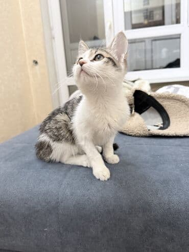 домик для кошки купить: Кошка даром: Беспородная, 2 месяца, Девочка, Приучена к лотку, Проглистована — 1