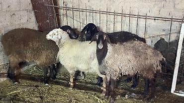 Продаю | Овца (самка) | Для разведения