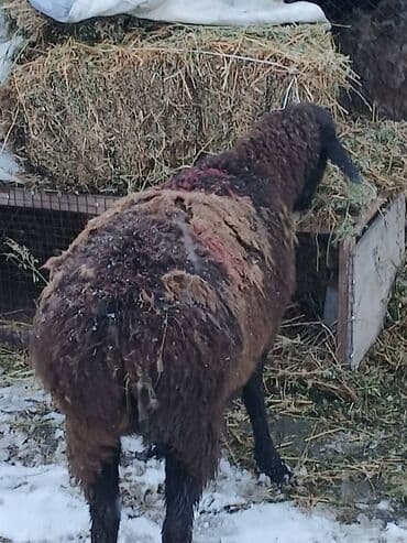 козу ачык бишкек: 18000сом — 2