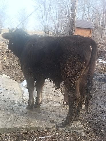 Собаки: Продаю | Бык (самец) | На откорм — 6