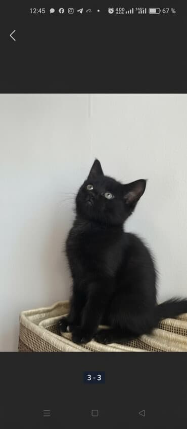 сколько стоит кошка сфинкс: Ангорская, 2 месяца, Девочка, Белый, Приучена к лотку — 2