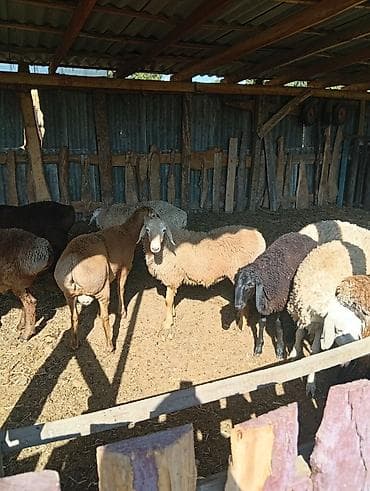 карликовые козы купить: Продаю | Овца (самка) | Для разведения | Матка — 2