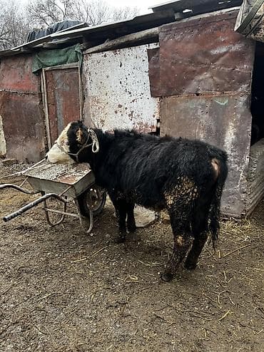 Аквариумдар: Сатам | Бука (эркек) | Ангус | Көбөйтүү үчүн — 2