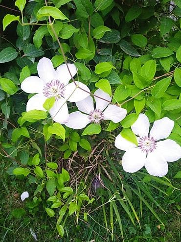 вьющиеся цветы: Клематисы, гортензия метельчатая и бругмансия — декоративные садовые — 1