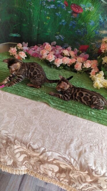 купить породистых котят: Привет друзья. красивейший новый помет бенгальских котят. сейчас нам — 12