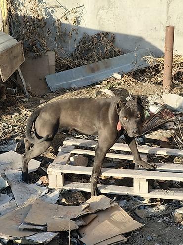 Иттер сатылат: Срочно питбуль Собака, кобель, крупного атлетичного типа. Окрас — 2