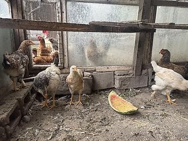 цыплята цена: Продаю цыплят, 6 штук, 4 месяца, квочка на фото не продается, цена — 3