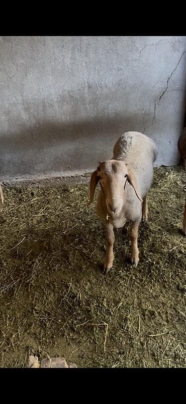 коты вязка: Продаю | Овца (самка) | Эдильбаевская | Для разведения | Матка — 3