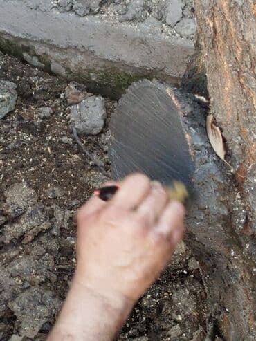 для зрения: Обрезка деревьев!!! Сезонная обрезка плодовых деревьев!!! Зима — 8