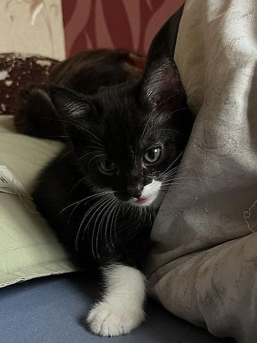 2 месяца, Мальчик, Приучена к лотку