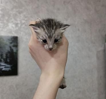 Маленький спасёныш, 2 недельки. Похоже, вислоухий ❤️ сейчас находится