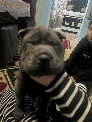 щенки шарпей: Шарпей, 3 месяца, Самка, С прививкой — 1