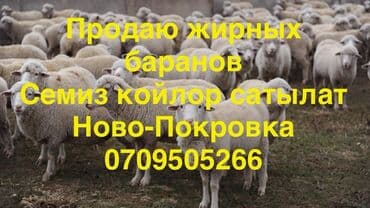 Продаю | Овца (самка) | Для разведения | Ярка