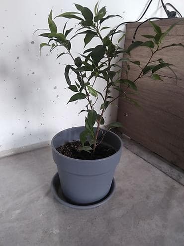 бенджамина: Комнатное растение Ficus benjamina (фикус Бенджамина) в горшке. - — 1