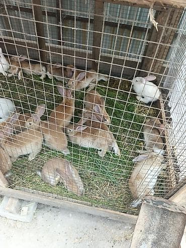 клевер купить: Продаю | Крольчата | Для разведения — 2