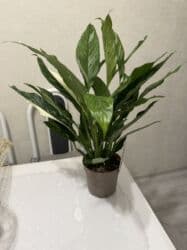 растения для аквариума: Пальмы(Хомедория),замиокулькасы(доллар) Зензи,черный доллар,зеленый — 22