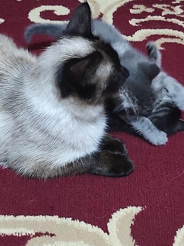 Вязка кошек: Котята домашние - На фото — пушистые котята серого и дымчатого окраса — 3