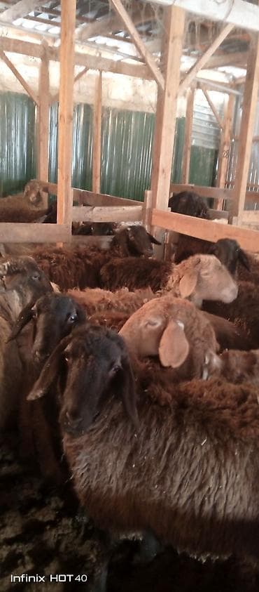 ургачы ит: Сатам | Кочкор (эркек) | Союуга — 5