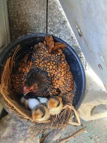 светлая брама: Продаю | Петух, Куры — 1