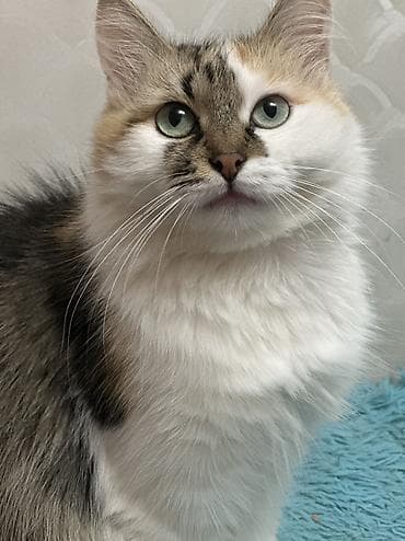 кошки даром ош: Кошка даром: Беспородная, 1 год, Девочка, Кастрирована, Приучена к лотку, Проглистована — 3