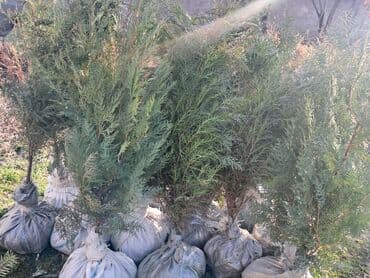 садовые качели купить: Саженцы деревьев: Туи, Бесплатная доставка — 11