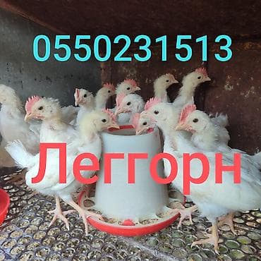 Продаю | Петух, Цыплята | Леггорн | Для разведения