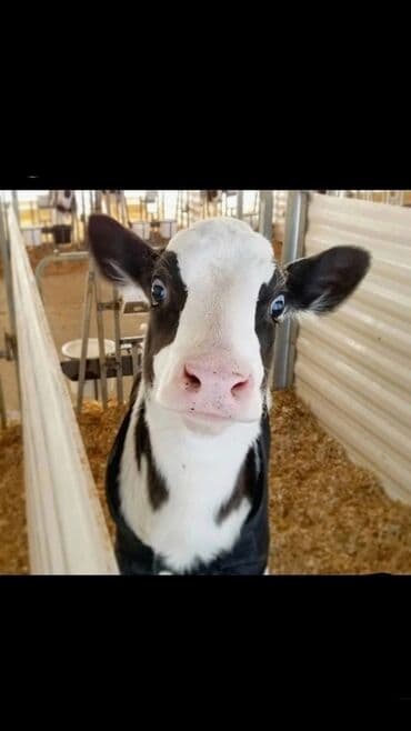 Услуги ветеринара: Искусственное осеменение коров, молочного, мясного направления — 9