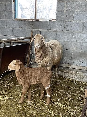 кара балта коровы: Продаю | Ягненок, Овца (самка) | Арашан, Полукровка | Для разведения — 3