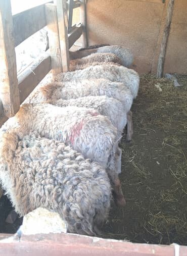 где можно купить молодых кур несушек: Продаю | Овца (самка) | Для разведения — 1