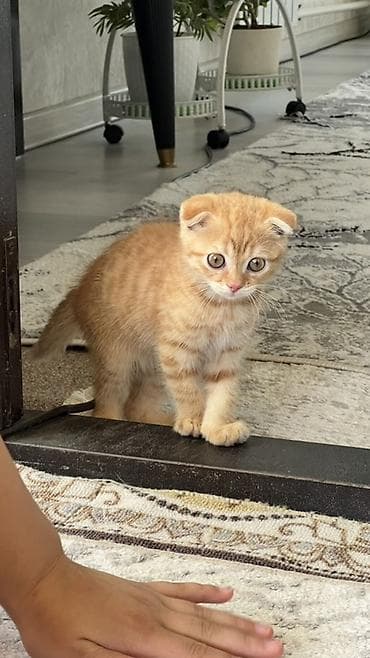 кошка манас: Рыжий шотландский вислоухий котёнок - Окрас: тёплый рыжий (ред-табби) — 3