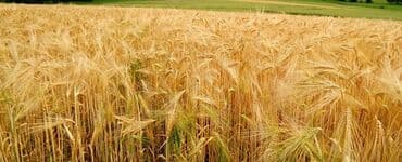 пруд в аренду: 100 соток Для сельского хозяйства — 2