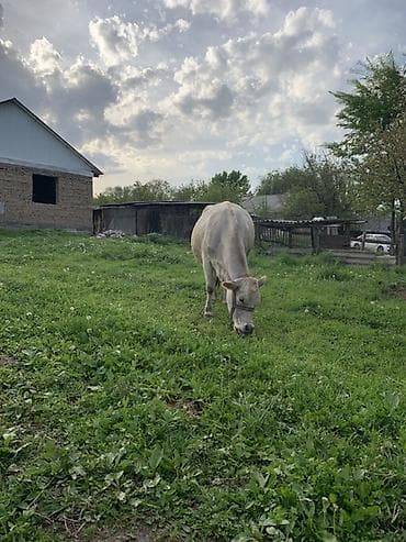 диск пес: Продаю | Корова (самка) | Для молока | После отела — 2