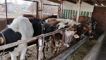 Коровы, быки: Продаю | Тёлка | На откорм | Привязанные — 2