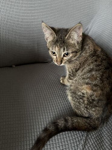 домик для кошек: Кошка даром: Беспородная, 3 месяца, Девочка, Приучена к лотку, Проглистована, С прививками — 4