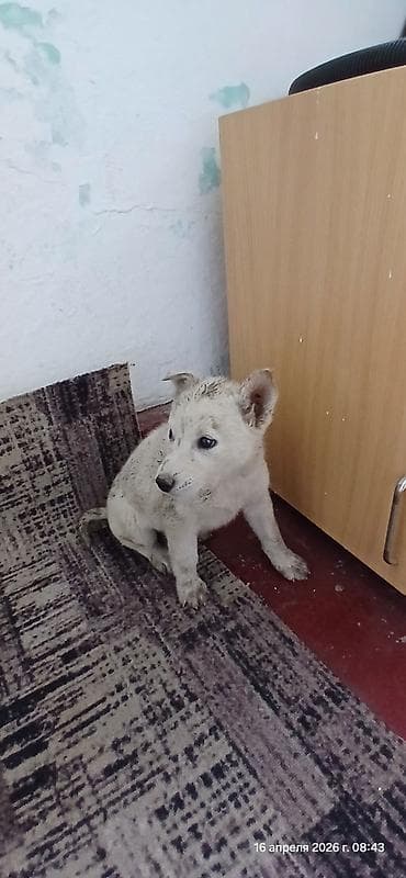 сколько стоит собака хаски: Щенки В ДОБРЫЕ РУКИ смесь с хаски помёт из 3 малышей. Окрас: - чёрный — 4