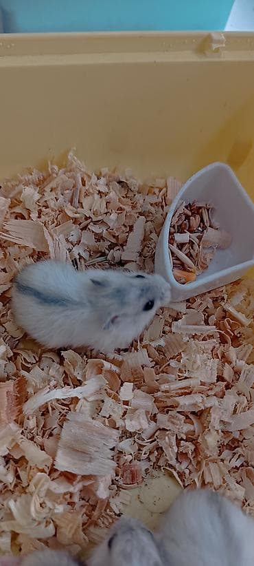 куплю хомяка: 🐹 ХОМЯК + КЛЕТКА ВСЕГО ЗА 800 СОМ! 🔥 Нереально низкая цена — всё — 3