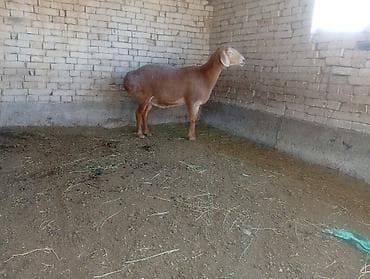 колбасный цех ош: Продаю | Овца (самка) | Для разведения — 3