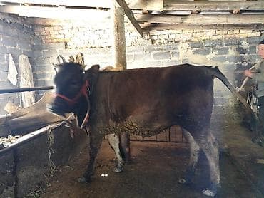 мин булак: Сатам | Уй (ургаачы) | Швиц | Сүт алуу үчүн | Байланган — 3