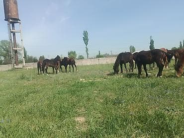 жаны уйлор: Сатам | Тай — 3