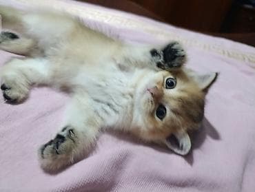 бордор колли: Скотиш Страйт (Шотландская прямоухая), 1 месяц, Мальчик, Золотая шиншилла, Приучена к лотку — 2