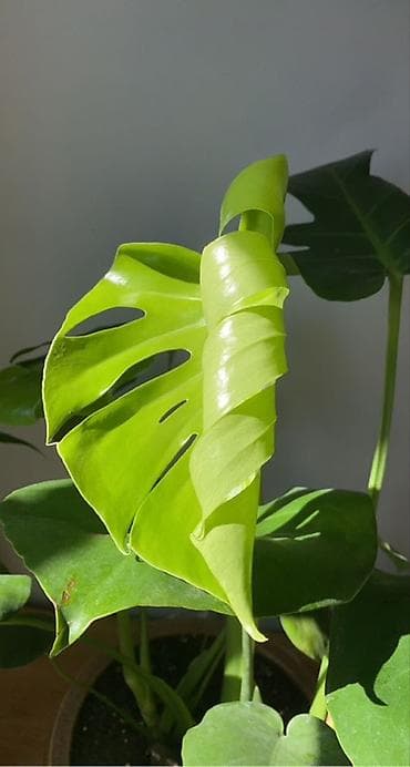 Монстеры: Монстера делициоза (Monstera deliciosa) - Ярко‑зеленые, крупные — 4