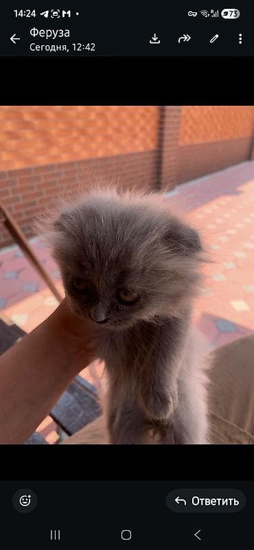 ошейник для щенка: Шотландский вислоухий котёнок (Scottish Fold), окрас голубой (серый) — 2