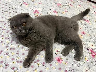 Скотиш Фолд (Шотландская вислоухая), 1 год, Девочка, С прививками