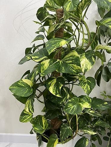 Комнатные растения в горшках: 1) Эпипремнум (потос) «Golden/Marble