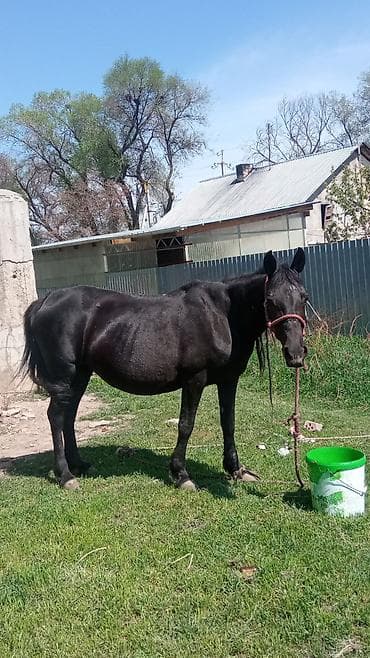 Продаю | Кобыла (самка) | Для разведения