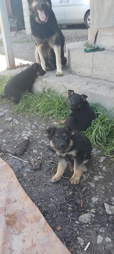 овчарку немецкий: Щенки немецкой овчарки старого типа с гарантией 100%. Сука рожает — 4